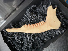 Lade das Bild in den Galerie-Viewer, Special Edition: Hirschkieferknochen Schokolade