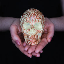 Lade das Bild in den Galerie-Viewer, Schokoladenschädel Red Velvet