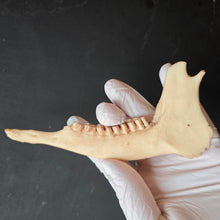 Lade das Bild in den Galerie-Viewer, Special Edition: Hirschkieferknochen Schokolade
